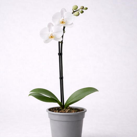 Phalaenopsis White