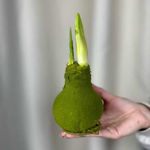 Луковица амариллиса в зеленом бархате