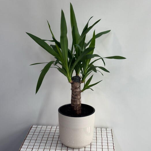 Юкка пересаженная в бежевое кашпо