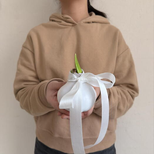 Луковица Амариллиса в воске белая с двумя ростками