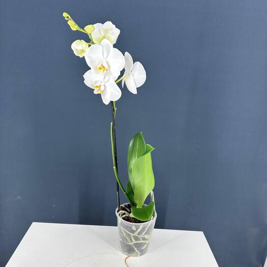 Орхидея Фаленопсис Белая, 1 ствол