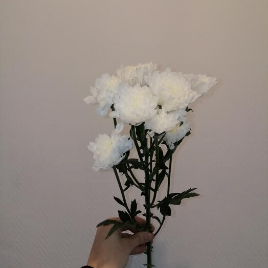 Хризантема кустовая