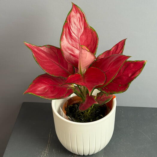 Яркая , редкая Аглаонема Ред в стильном белом горшке ️🤍