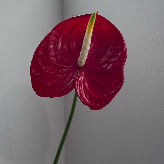 Red Anthurium