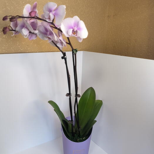 Орхидея бело сиреневая