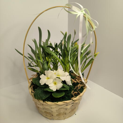 Примула и нарциссы в корзине