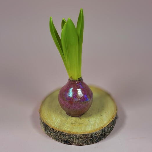 Цветущий гиацинт в воске живой