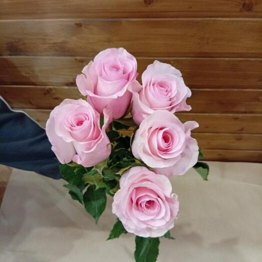 Роза Криста под ленту
