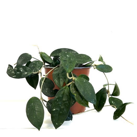 Хойя (hoya carnosa) в пластиковом кашпо