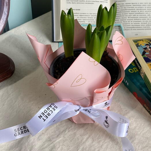 Гиацинты в горшке с упаковкой