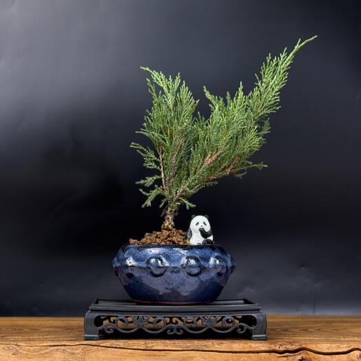 Бонсай Можжевельник, 27см, 7 лет