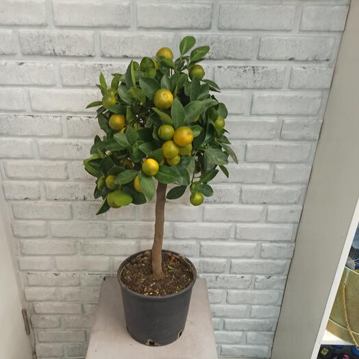 Комнатное растение Цитрофортунелла (каламондин)