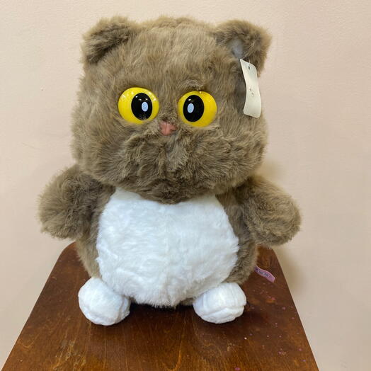 Кот с белым пузиком