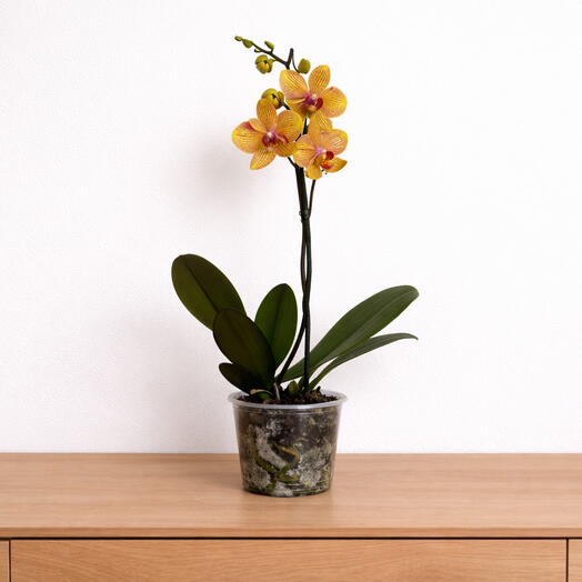 Phalaenopsis – Golden Striped Elegance