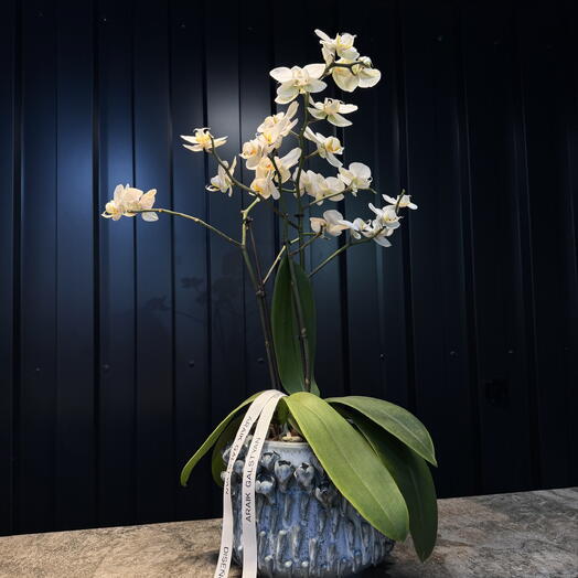 Orquidea blanco con Jarron Ceramica