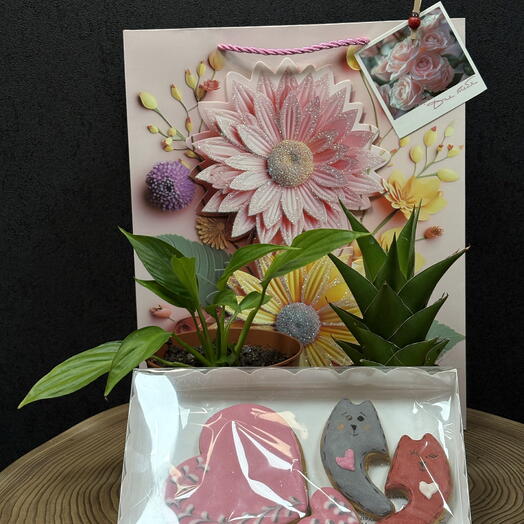 Подарочный набор комнатных растений (4)