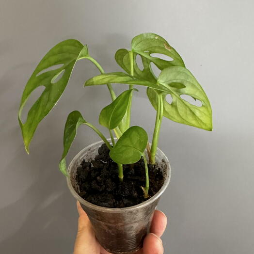 Monstera Monkey Musk