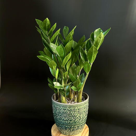 Замиокулькас в зелёной керамической вазе