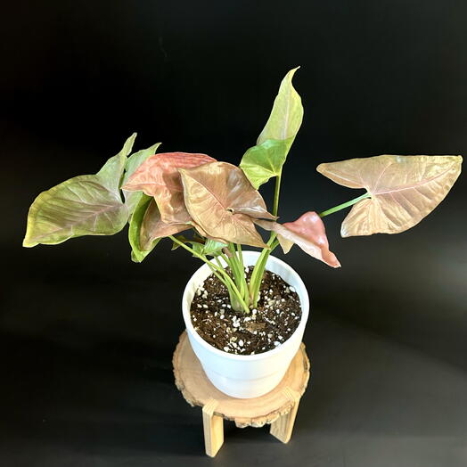 Розовый Сингониум Неон в белом керамическом горшке