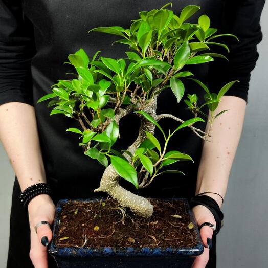 Бонсай Извилистый Фикус (Bonsai Ficus Microcarpa) в керамическом кашпо