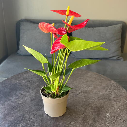 Антуриум красный п9