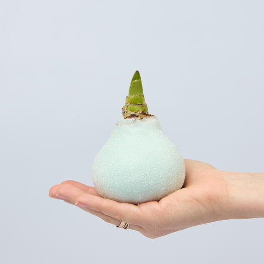 Луковица амариллиса в голубом воске с блестками