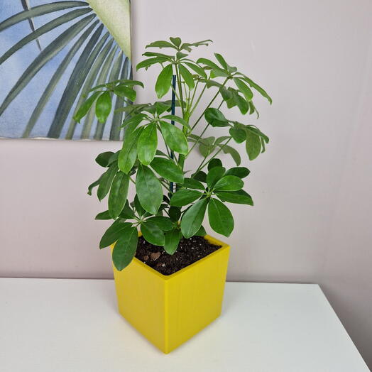 Шеффлера комнатный цветок