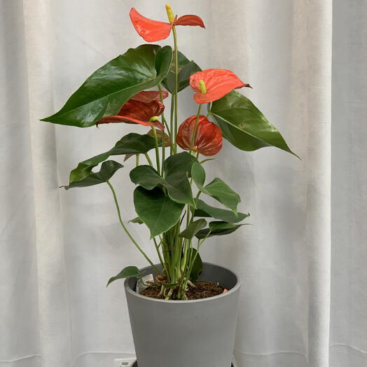 Антуриум Флорида