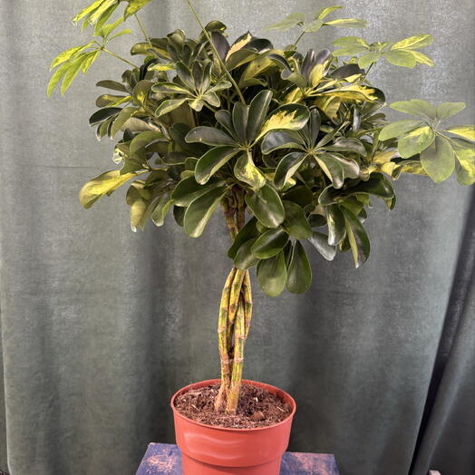 Шефлера на штамбе