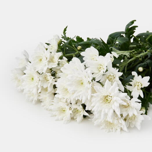 Пачка хризантем кустовых (10 штук) Фрозен Белая, 60 см