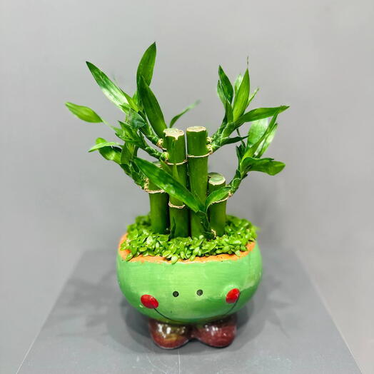 Бабмук Small Forest в керамическом горшке