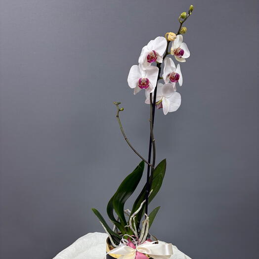 Очаровательная белая орхидея с розовой сердцевинкой 🌸 Отличный подарок на любой повод🔥