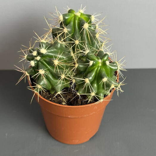 Кактус 3 в одном 🌵