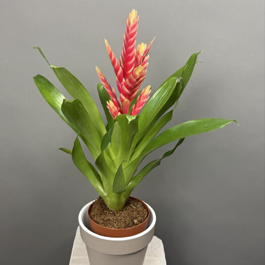Bromelia ( бромелия)
