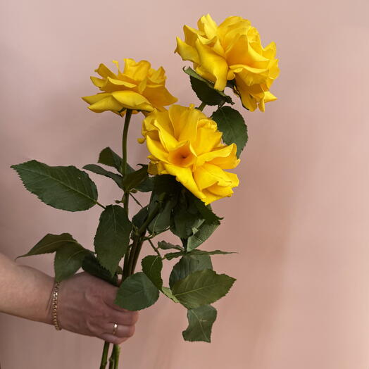 💛Солнечные французские желтые розы 3 шт