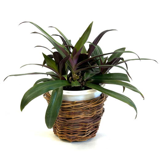 Традесканция Рео, традесканция покрывальчатая (Tradescantia spathacea) в кашпо из лозы