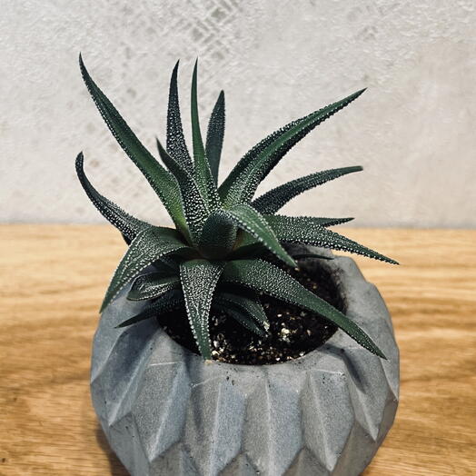 Хавортия (лат. Haworthia.)