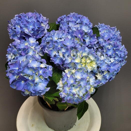 Гортензия в горшке 💙