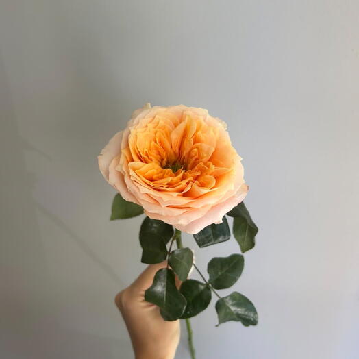 Роза Мандарин (orange)