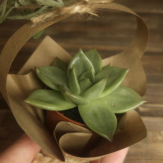 Суккулент Эчеверия в дизайнерской эко-сумочке из крафта 🛍️🌿