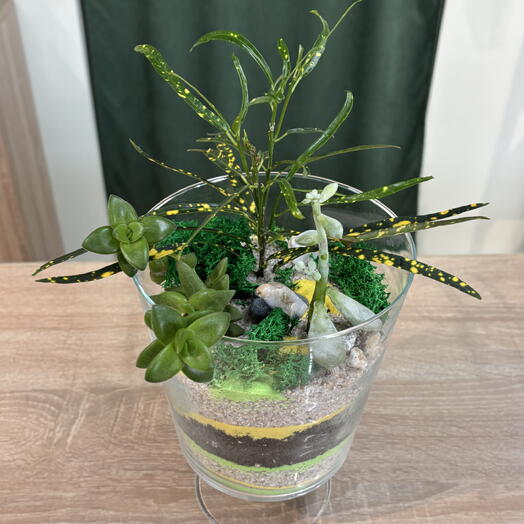 Флорариум бокал с кротоном и суккулентами