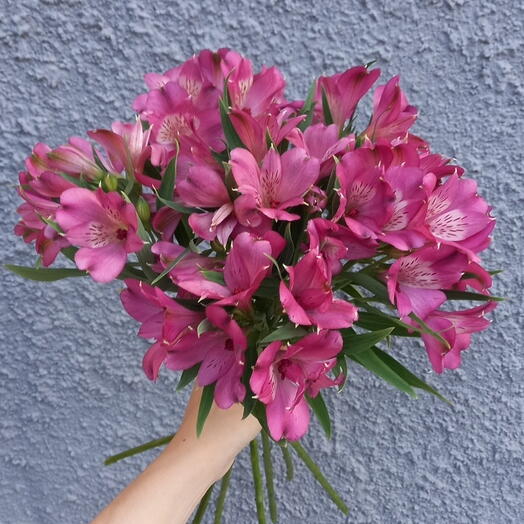 Монобукет из 7 альстромерий