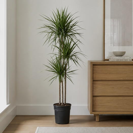 Dracaena marginata
