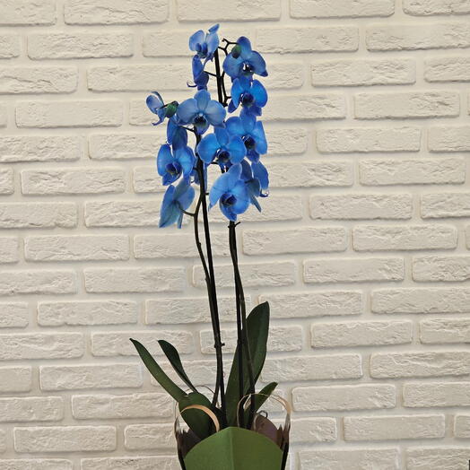 Синяя орхидея Фаленопсис «Королевский Голубой» (Royal Blue)