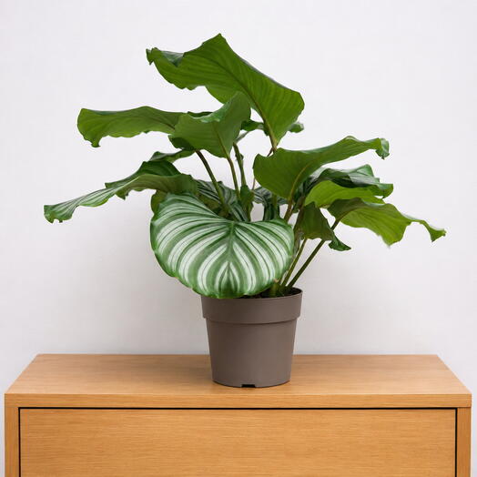 Calathea Orbifolia – Tropical Elegance