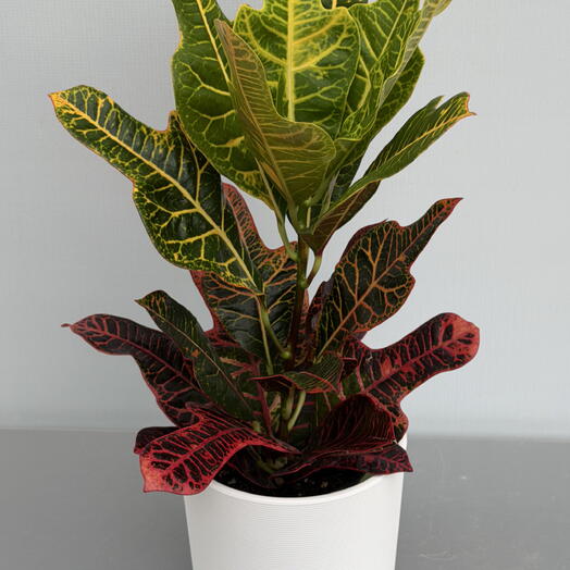 КОДИУМ (CODIAEUM) GR EXCELLENT