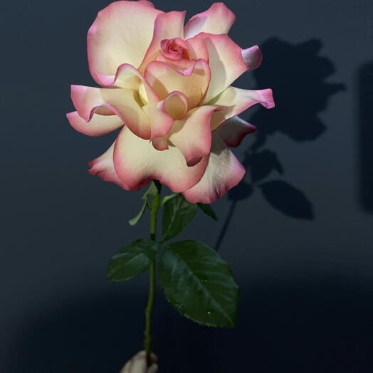 French rose