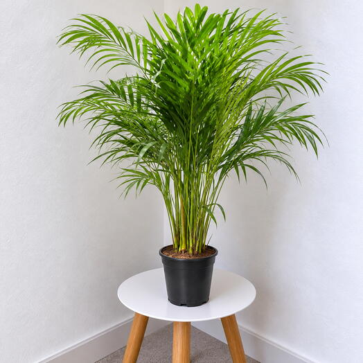 Dypsis lutescens