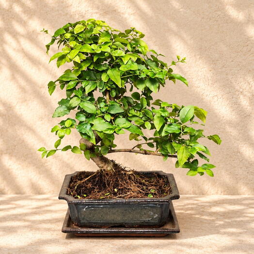 Ligustrum
