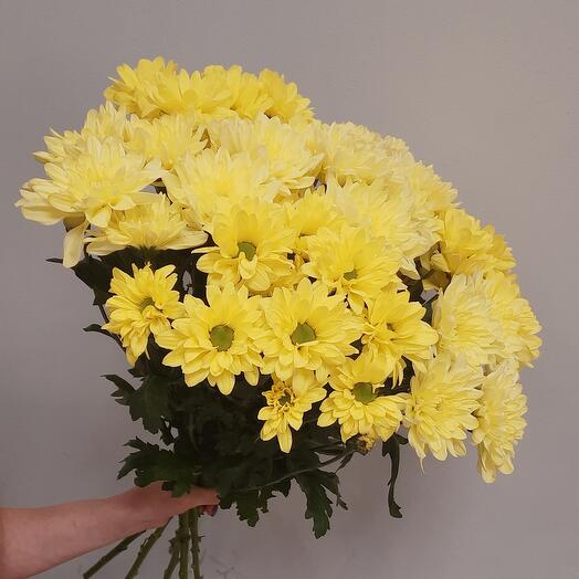 7 yellow chrysanthemums